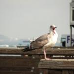 San Francisco - Fischerman Wharf